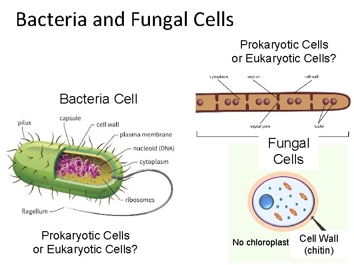 Bacteria and Fungal Cells Prokaryotic Cells or Eukaryotic Cells? Bacteria Cell Fungal Cells Prokaryotic