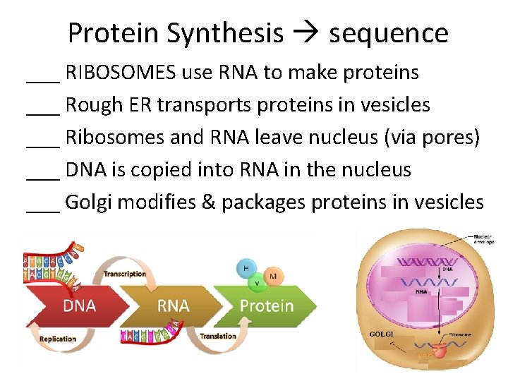 Protein Synthesis sequence ___ RIBOSOMES use RNA to make proteins ___ Rough ER transports