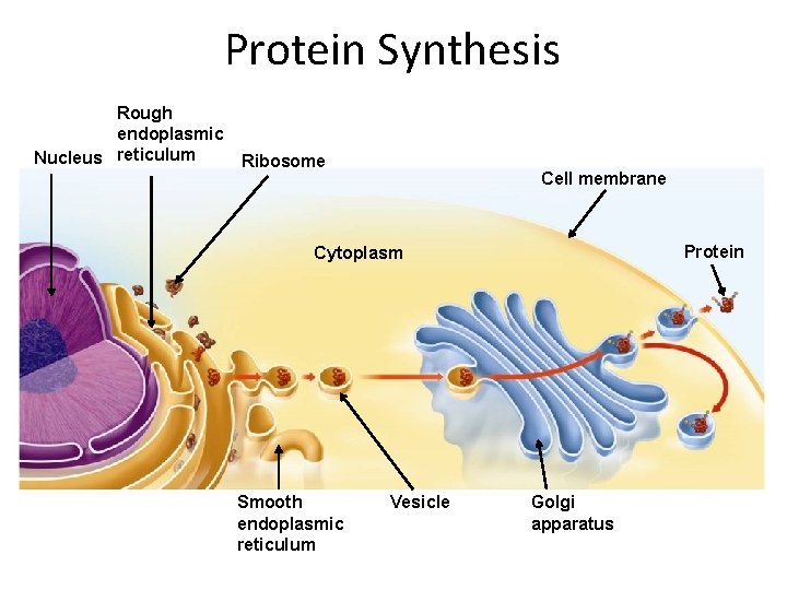 Protein Synthesis Rough endoplasmic Nucleus reticulum Ribosome Cell membrane Protein Cytoplasm Smooth endoplasmic reticulum