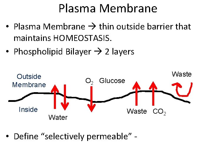 Plasma Membrane • Plasma Membrane thin outside barrier that maintains HOMEOSTASIS. • Phospholipid Bilayer