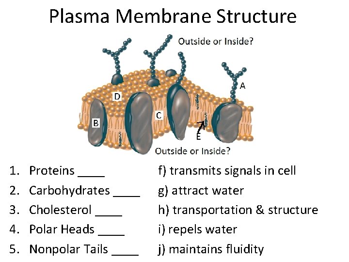 Plasma Membrane Structure 1. 2. 3. 4. 5. Proteins ____ Carbohydrates ____ Cholesterol ____