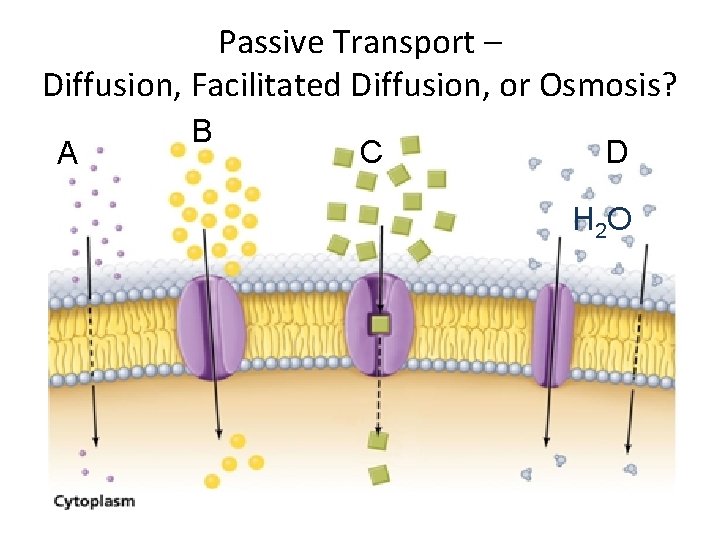 Passive Transport – Diffusion, Facilitated Diffusion, or Osmosis? A B C D H 2