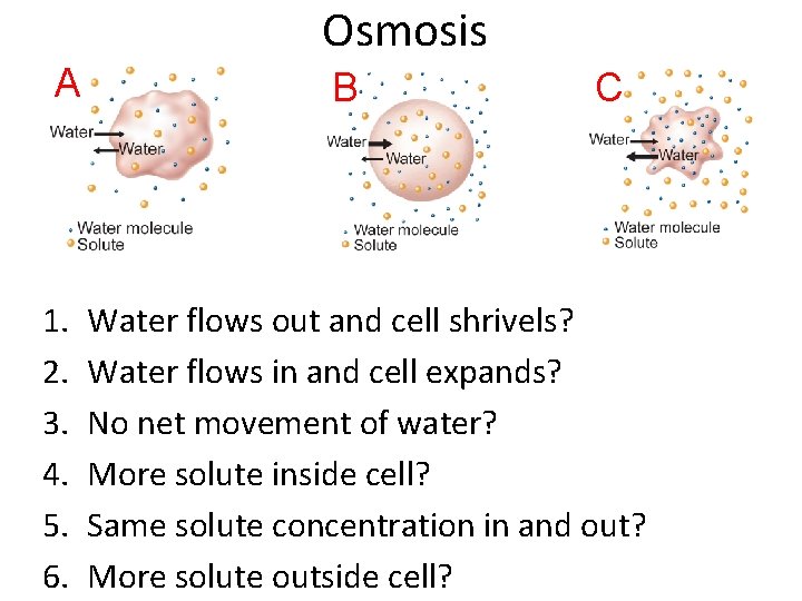Osmosis A 1. 2. 3. 4. 5. 6. B C Water flows out and