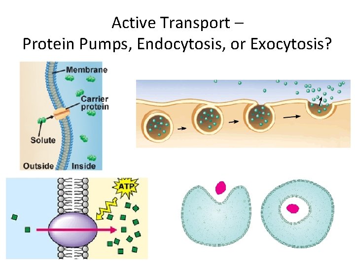 Active Transport – Protein Pumps, Endocytosis, or Exocytosis? 