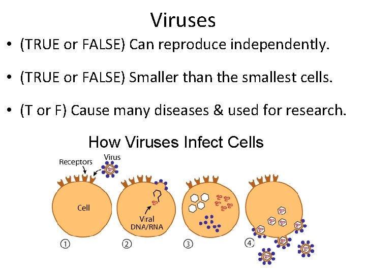 Viruses • (TRUE or FALSE) Can reproduce independently. • (TRUE or FALSE) Smaller than