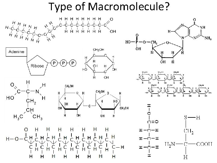 Type of Macromolecule? 