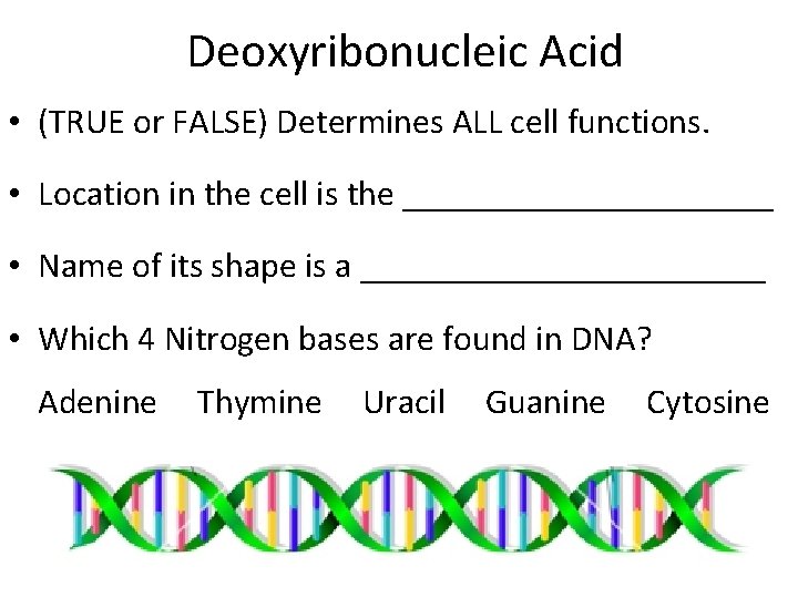 Deoxyribonucleic Acid • (TRUE or FALSE) Determines ALL cell functions. • Location in the