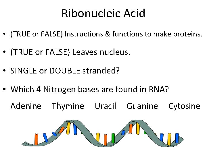 Ribonucleic Acid • (TRUE or FALSE) Instructions & functions to make proteins. • (TRUE