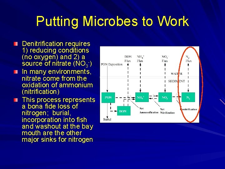 Putting Microbes to Work Denitrification requires 1) reducing conditions (no oxygen) and 2) a