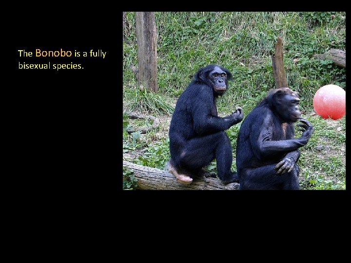 The Bonobo is a fully bisexual species. 