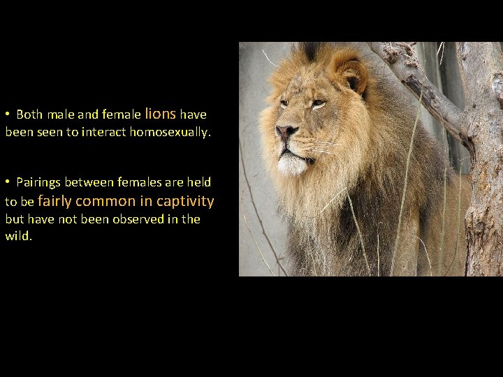  • Both male and female lions have been seen to interact homosexually. •