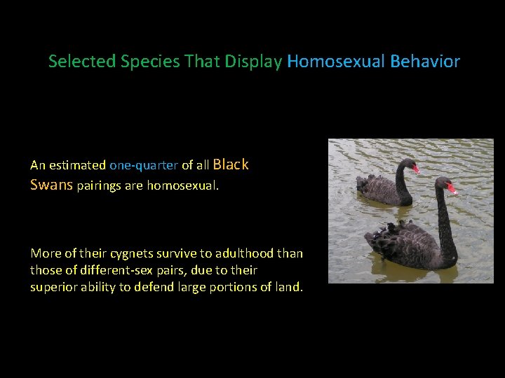 Selected Species That Display Homosexual Behavior An estimated one-quarter of all Black Swans pairings