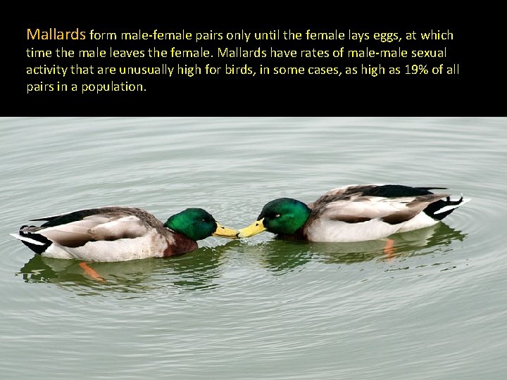 Mallards form male-female pairs only until the female lays eggs, at which time the