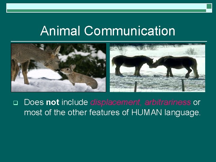 Animal Communication q Does not include displacement, arbitrariness or most of the other features
