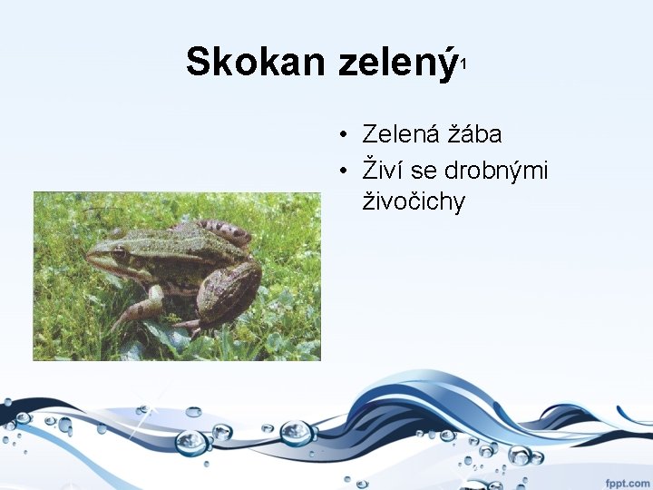 Skokan zelený 1 • Zelená žába • Živí se drobnými živočichy 