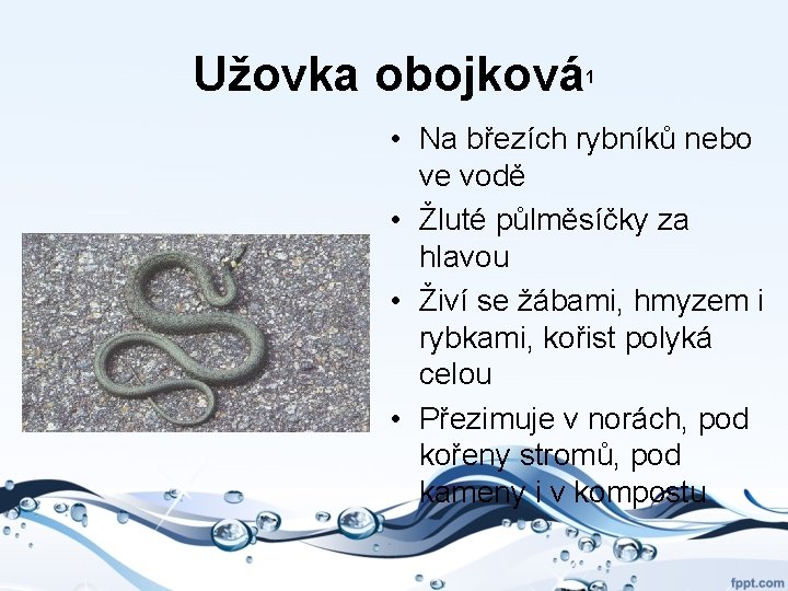 Užovka obojková 1 • Na březích rybníků nebo ve vodě • Žluté půlměsíčky za