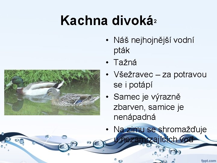 Kachna divoká 2 • Náš nejhojnější vodní pták • Tažná • Všežravec – za