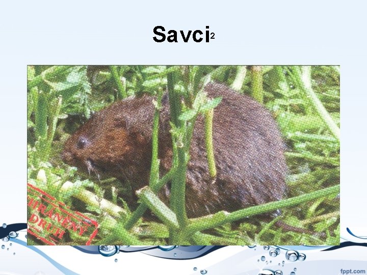 Savci 2 