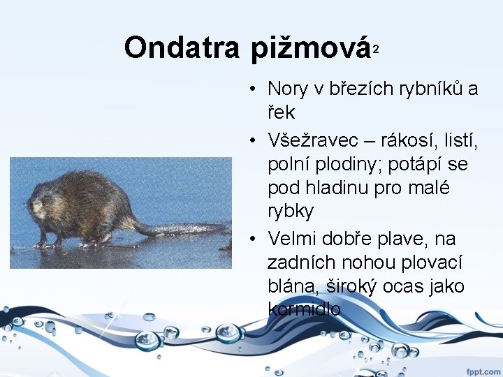 Ondatra pižmová 2 • Nory v březích rybníků a řek • Všežravec – rákosí,