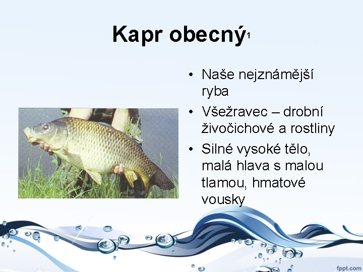 Kapr obecný 1 • Naše nejznámější ryba • Všežravec – drobní živočichové a rostliny