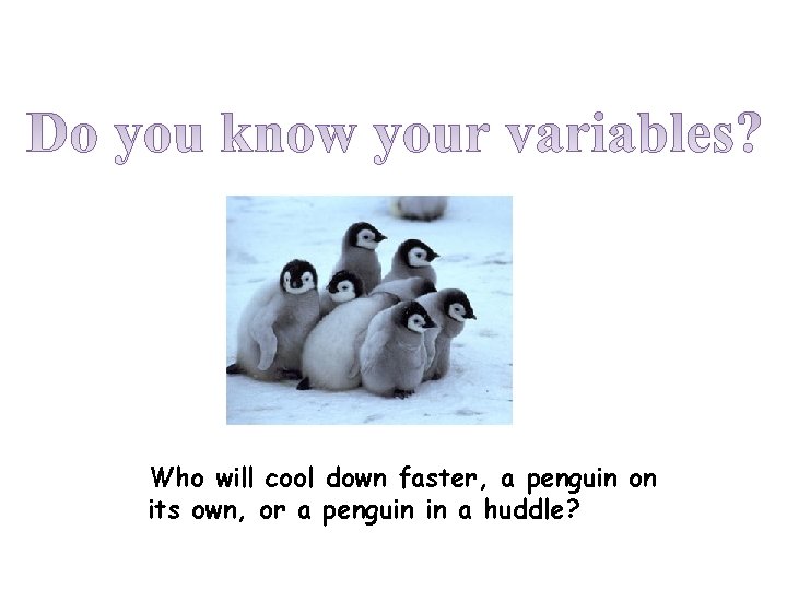 Who will cool down faster, a penguin on its own, or a penguin in