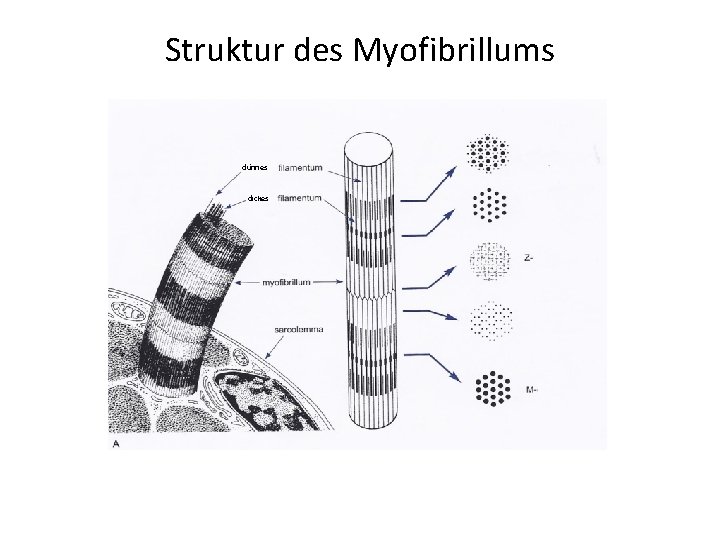 Struktur des Myofibrillums dünnes dickes 