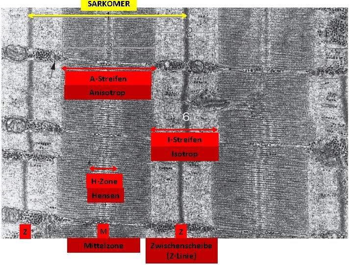 SARKOMER A-Streifen Anisotrop I-Streifen Isotrop H-Zone Hensen Z Mittelzone Zwischenscheibe (Z-Linie) 