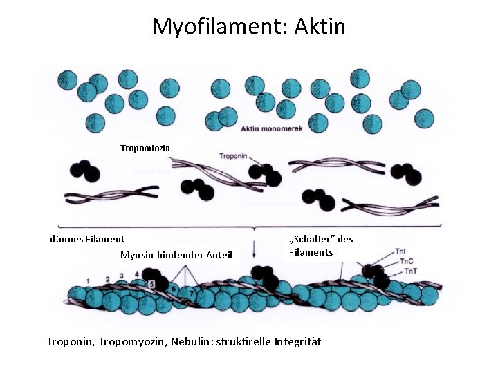 Myofilament: Aktin Tropomiozin dünnes Filament Myosin-bindender Anteil „Schalter” des Filaments Troponin, Tropomyozin, Nebulin: struktirelle