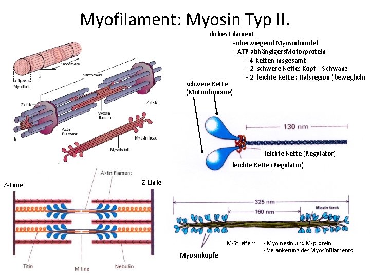 Myofilament: Myosin Typ II. dickes Filament -überwiegend Myosinbündel - ATP abhängigers. Motorprotein - 4
