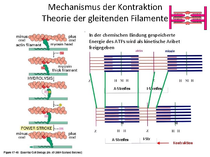 Mechanismus der Kontraktion Theorie der gleitenden Filamente In der chemischen Bindung gespeicherte Energie des