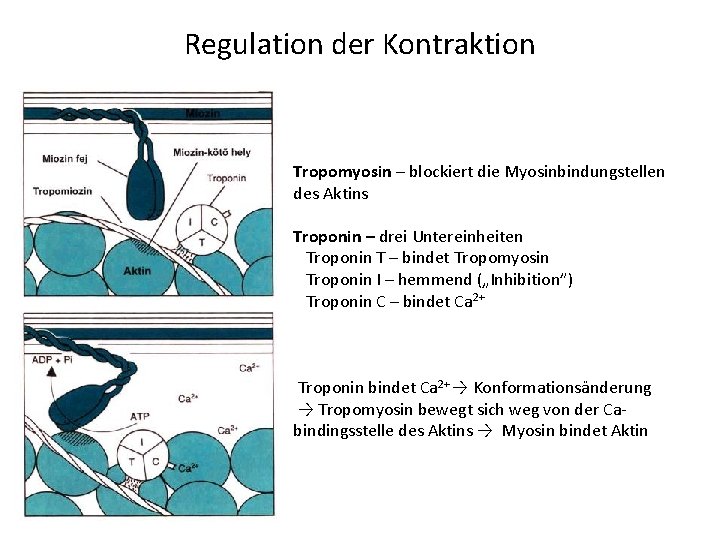 Regulation der Kontraktion Tropomyosin – blockiert die Myosinbindungstellen des Aktins Troponin – drei Untereinheiten