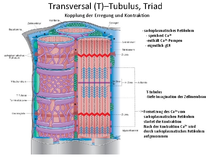 Transversal (T)–Tubulus, Triad Kopplung der Erregung und Kontraktion -sarkoplasmatisches Retikulum - speichert Ca 2+