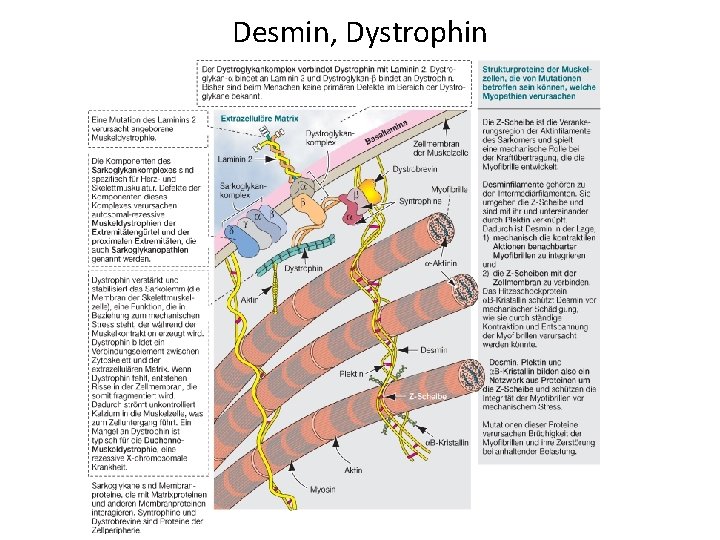 Desmin, Dystrophin 