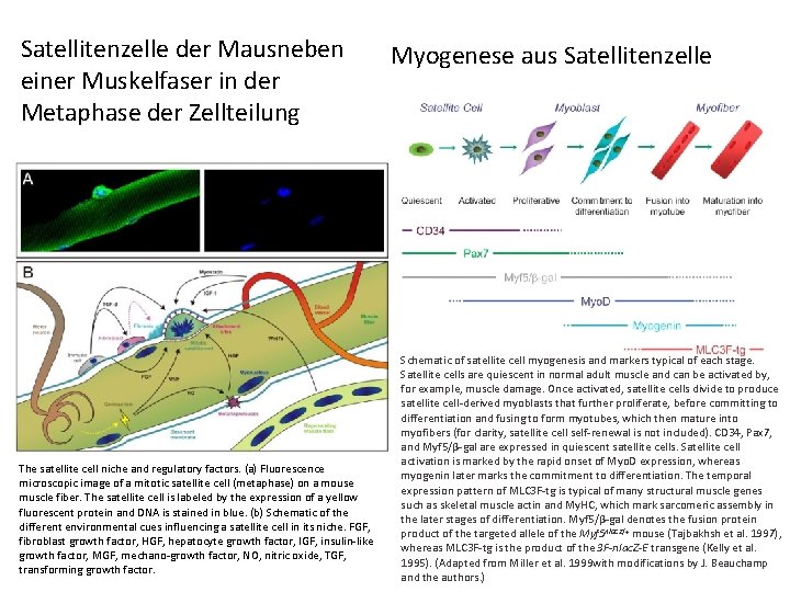 Satellitenzelle der Mausneben einer Muskelfaser in der Metaphase der Zellteilung The satellite cell niche