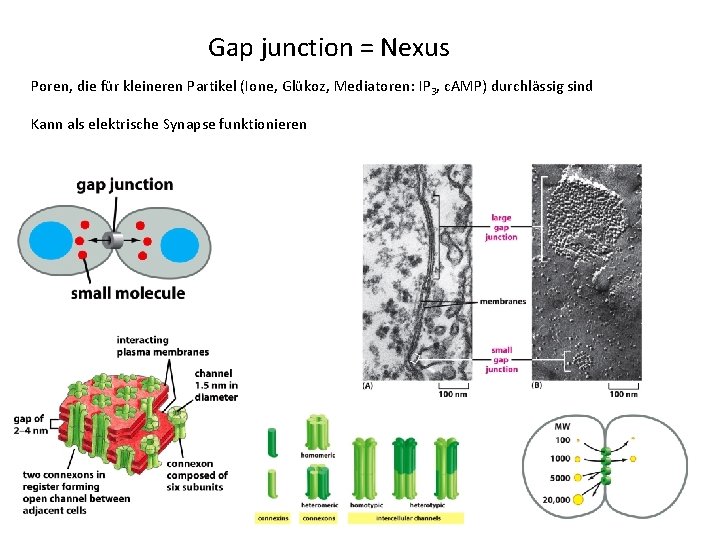 Gap junction = Nexus Poren, die für kleineren Partikel (Ione, Glükoz, Mediatoren: IP 3,