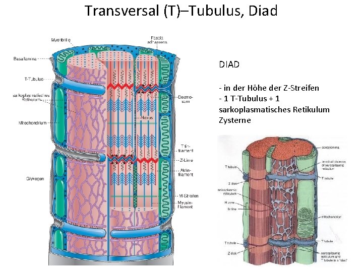 Transversal (T)–Tubulus, Diad DIAD - in der Höhe der Z-Streifen - 1 T-Tubulus +