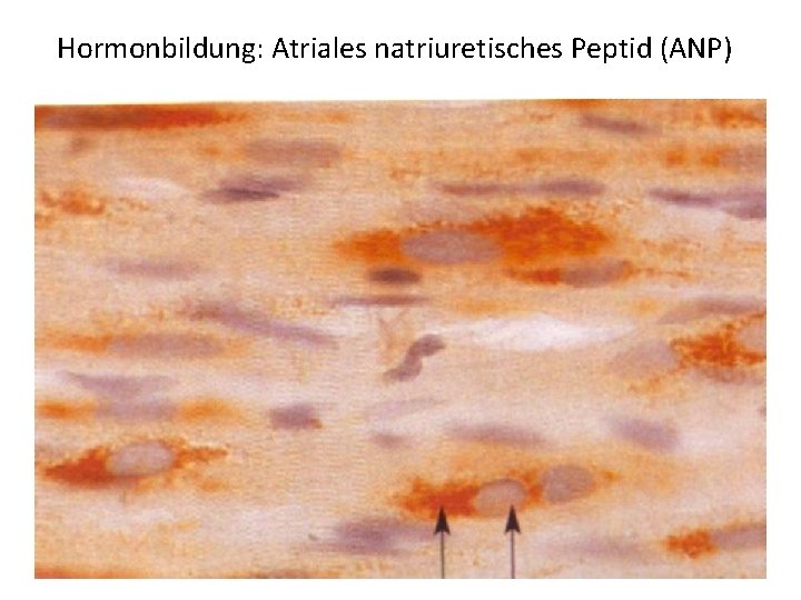 Hormonbildung: Atriales natriuretisches Peptid (ANP) 