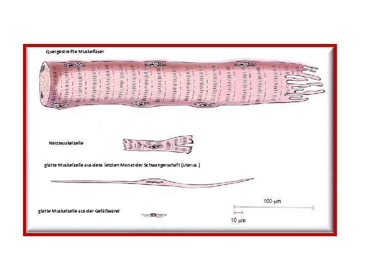 Quergestreifte Muskelfaser Herzmuskelzelle glatte Muskelzelle aus dem letzten Monat der Schwangerschaft (Uterus ) glatte