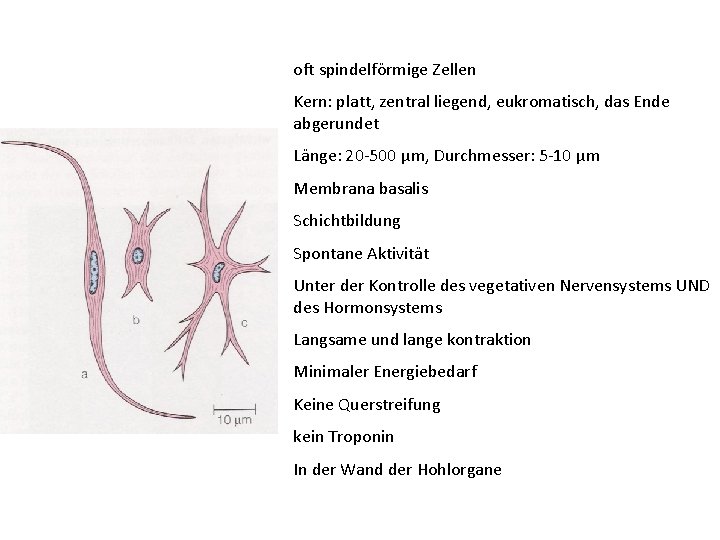 oft spindelförmige Zellen Kern: platt, zentral liegend, eukromatisch, das Ende abgerundet Länge: 20 -500