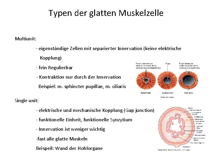 Typen der glatten Muskelzelle Multiunit: - eigenständige Zellen mit separierter Innervation (keine elektrische Kopplung)