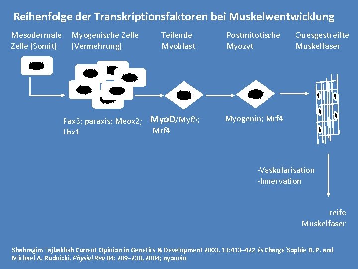 Reihenfolge der Transkriptionsfaktoren bei Muskelwentwicklung Mesodermale Zelle (Somit) Myogenische Zelle (Vermehrung) Teilende Myoblast Pax