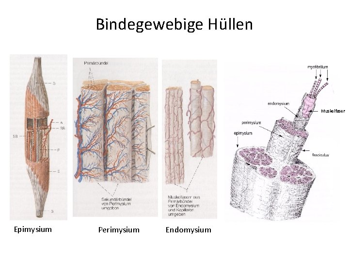 Bindegewebige Hüllen Muskelfaser Epimysium Perimysium Endomysium 