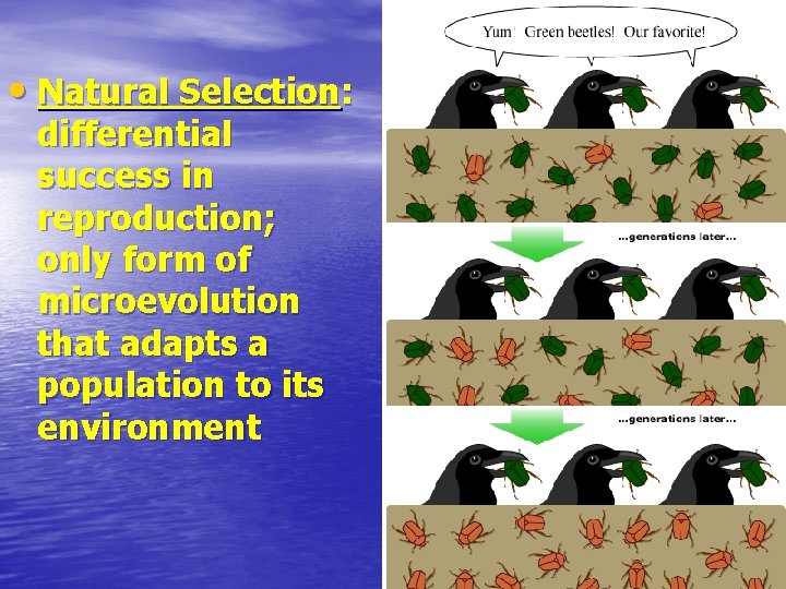  • Natural Selection: differential success in reproduction; only form of microevolution that adapts