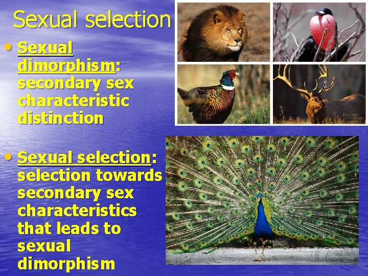 Sexual selection • Sexual dimorphism: secondary sex characteristic distinction • Sexual selection: selection towards