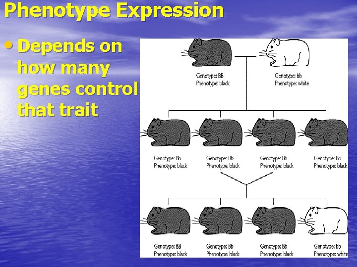 Phenotype Expression • Depends on how many genes control that trait 