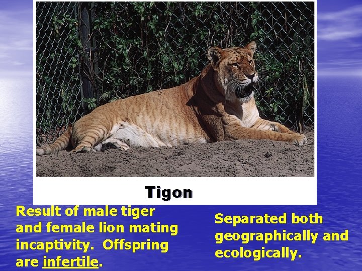 Tigon Result of male tiger and female lion mating incaptivity. Offspring are infertile. Separated