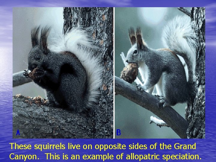 These squirrels live on opposite sides of the Grand Canyon. This is an example