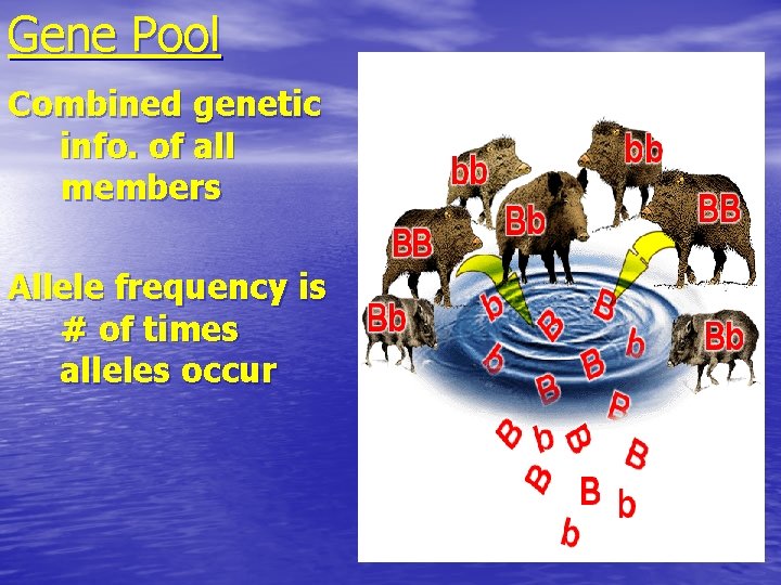 Gene Pool Combined genetic info. of all members Allele frequency is # of times