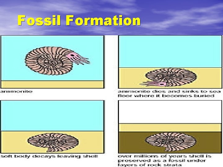 Fossil Formation 