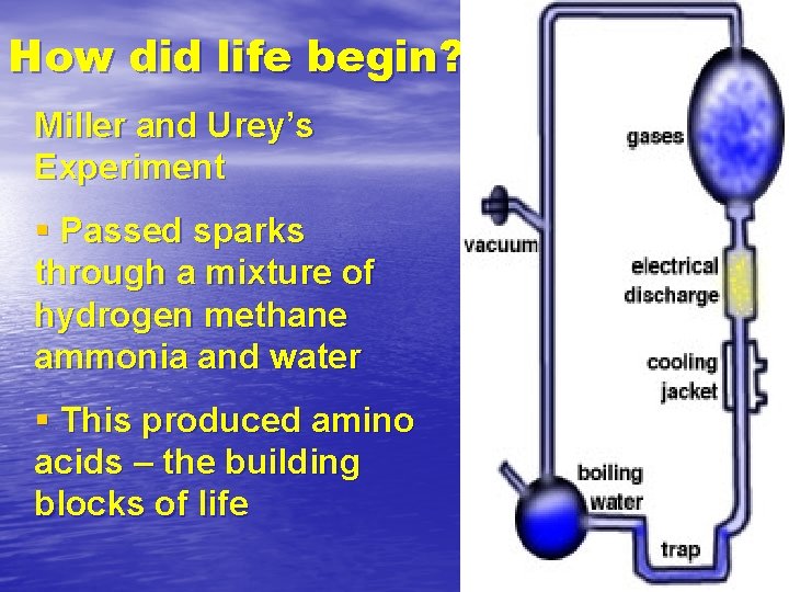 How did life begin? Miller and Urey’s Experiment § Passed sparks through a mixture